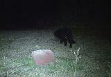 Mystery_melanistic_domestic_Cat_110511_0004hrs